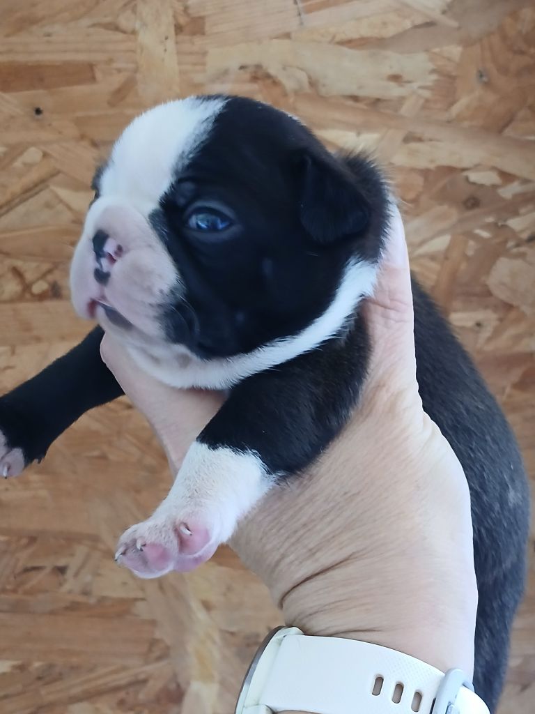 du domaine de la Rocherie - Chiots disponibles - Boston Terrier