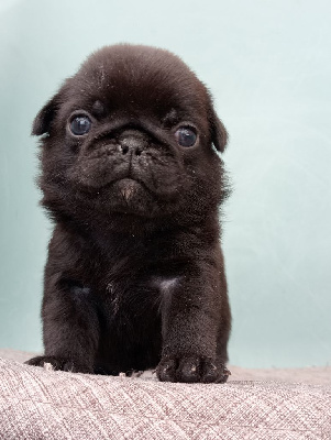 CHIOT 1