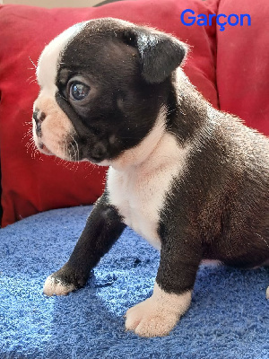 CHIOT 1