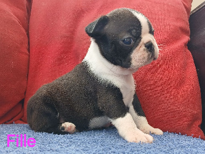 CHIOT 3
