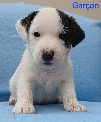 CHIOT 3