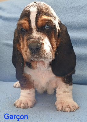 CHIOT 2