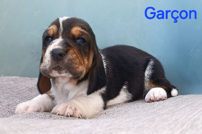 CHIOT 3