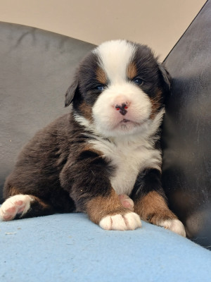 Chiot N°5