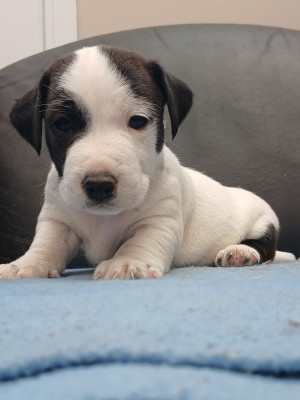 Chiot N°3