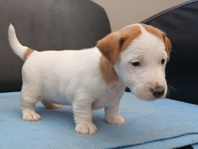 Chiot N°4