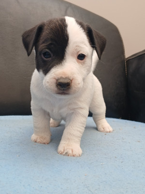 Chiot N°6