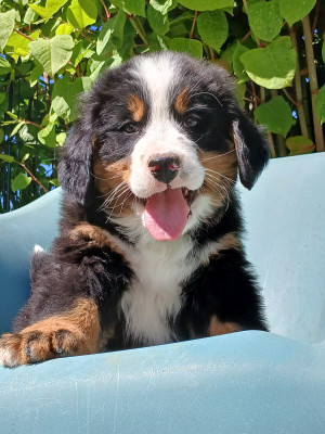 Chiot N°3