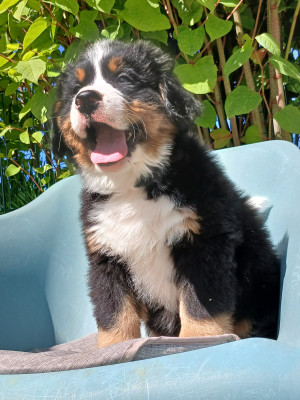 Chiot N°2