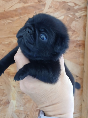 Chiot N°1