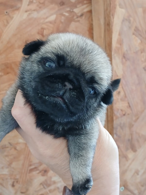 Chiot N°2