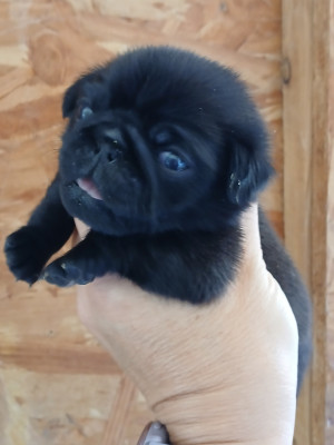 Chiot N°3