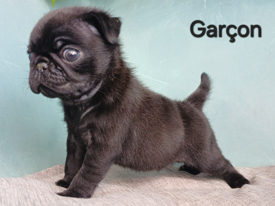 Chiot N°1