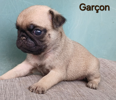 Chiot N°1