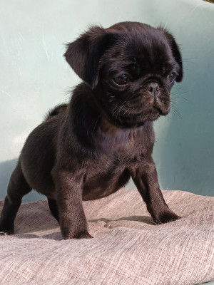 Chiot N°3