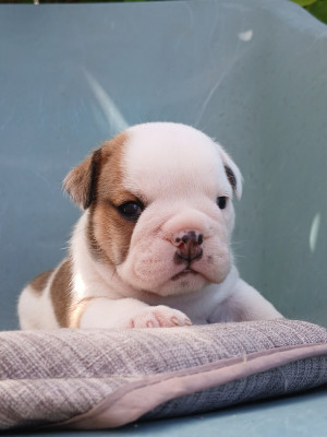 Chiot N°1