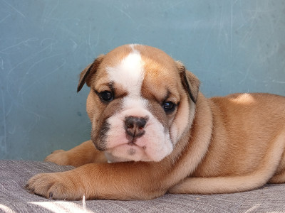 Chiot N°2