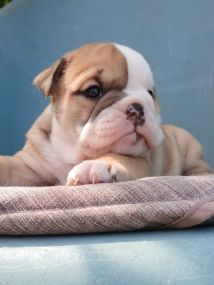 Chiot N°4