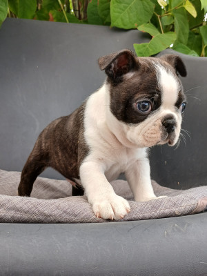 Chiot N°1