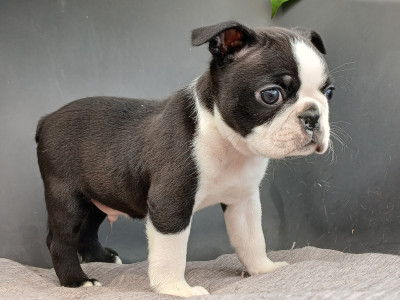 Chiot N°2