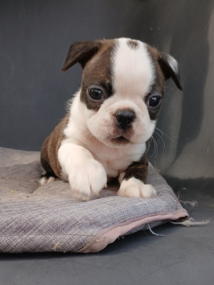 Chiot N°1
