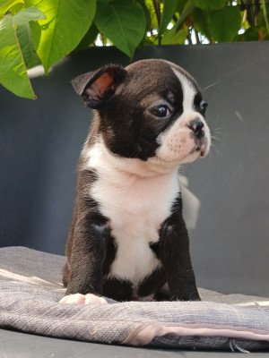 Chiot N°4