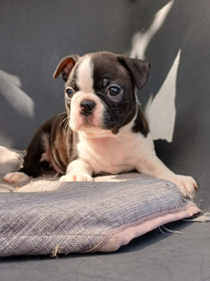 Chiot N°5
