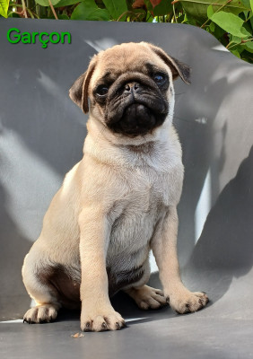 Chiot N°1