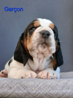 Chiot N°2