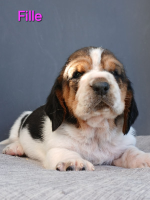 Chiot N°4