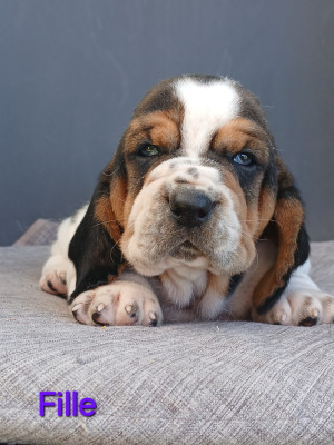 Chiot N°5