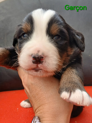 Chiot N°3