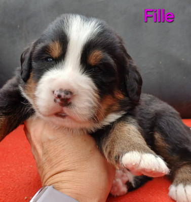 Chiot N°4