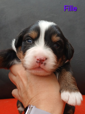 Chiot N°5