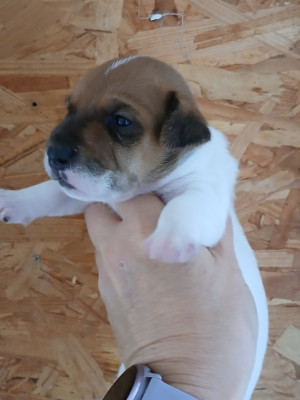 Chiot N°2