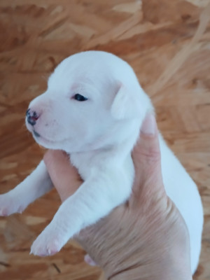 Chiot N°6