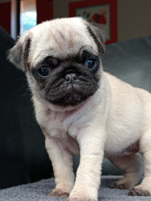 CHIOT 2
