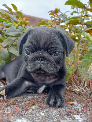 CHIOT 4