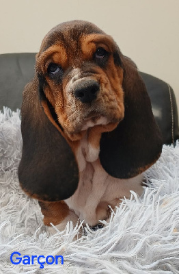CHIOT 3