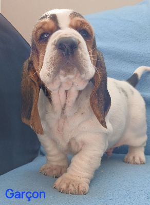 CHIOT 1