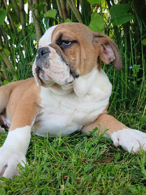 CHIOT 7