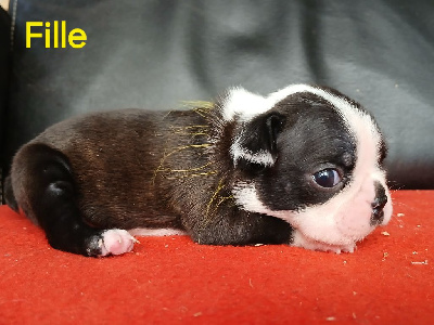 Jaune