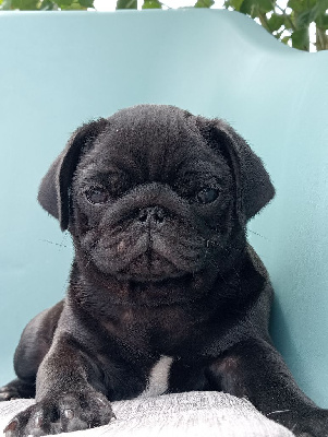 CHIOT 3