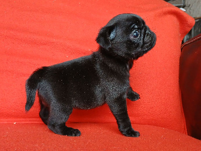 CHIOT 3