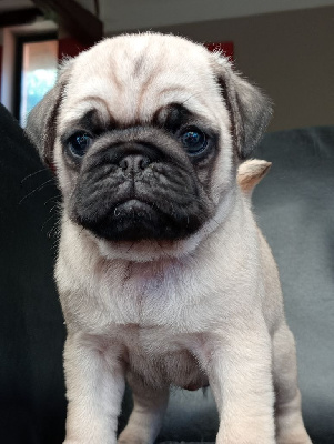 CHIOT 1