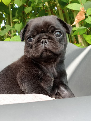 CHIOT 4