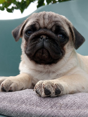 CHIOT 6