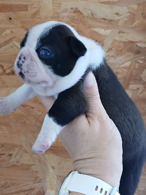 CHIOT 2