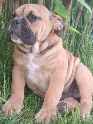 CHIOT 3