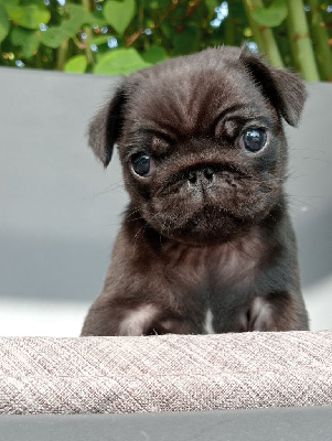 CHIOT 3
